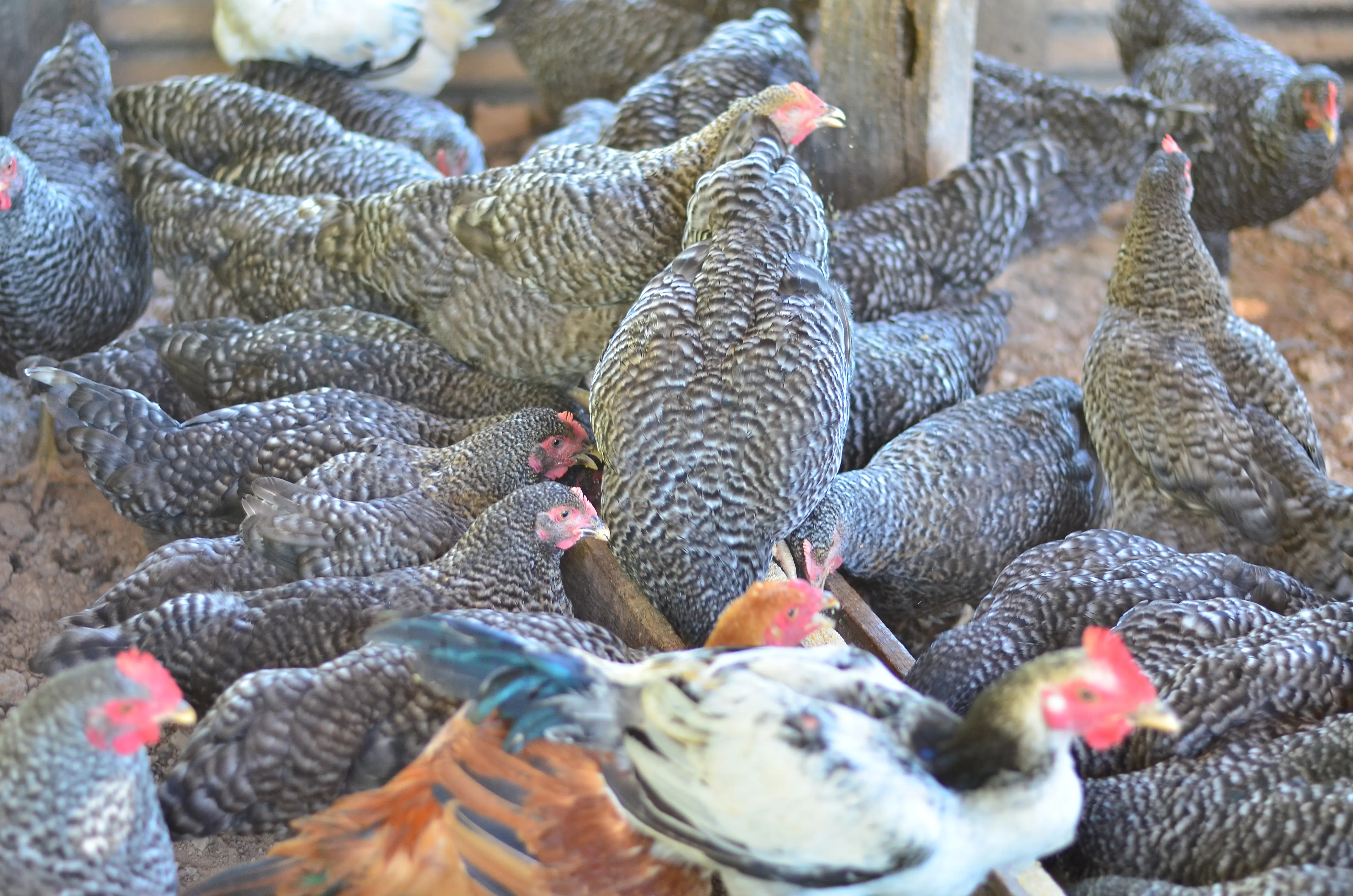 Investimentos na agricultura familiar transforma vidas e fortalece a economia em Porto Velho