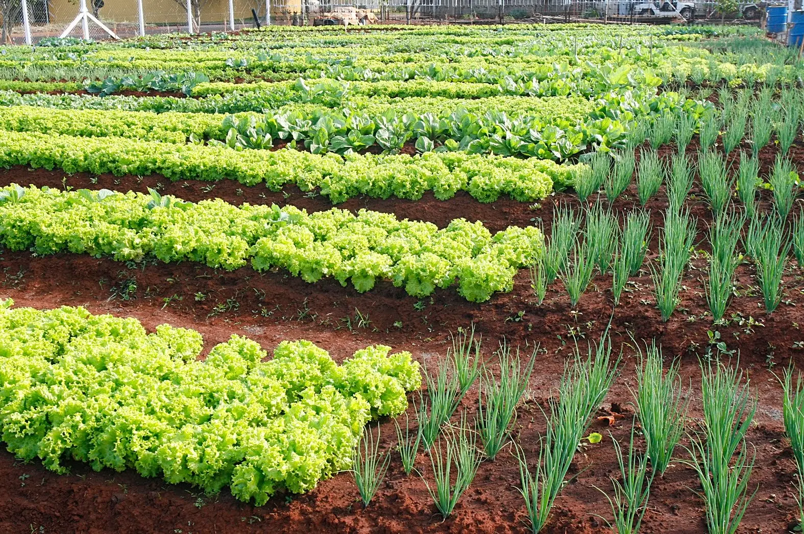 Prefeitura atualiza tabela de preços para fortalecer agricultura familiar e merenda escolar