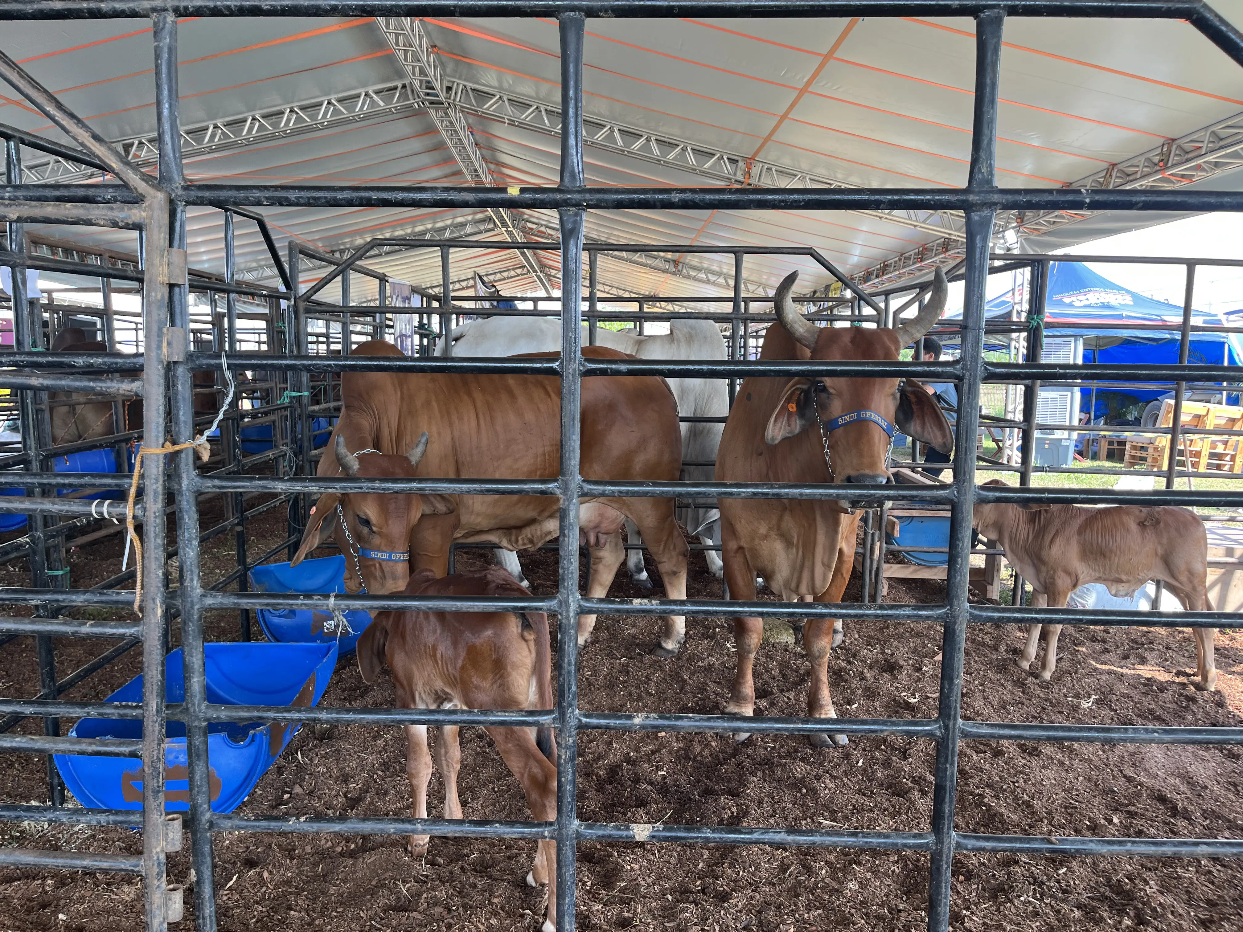 Exposição animal vira atração para famílias durante a Agrotec