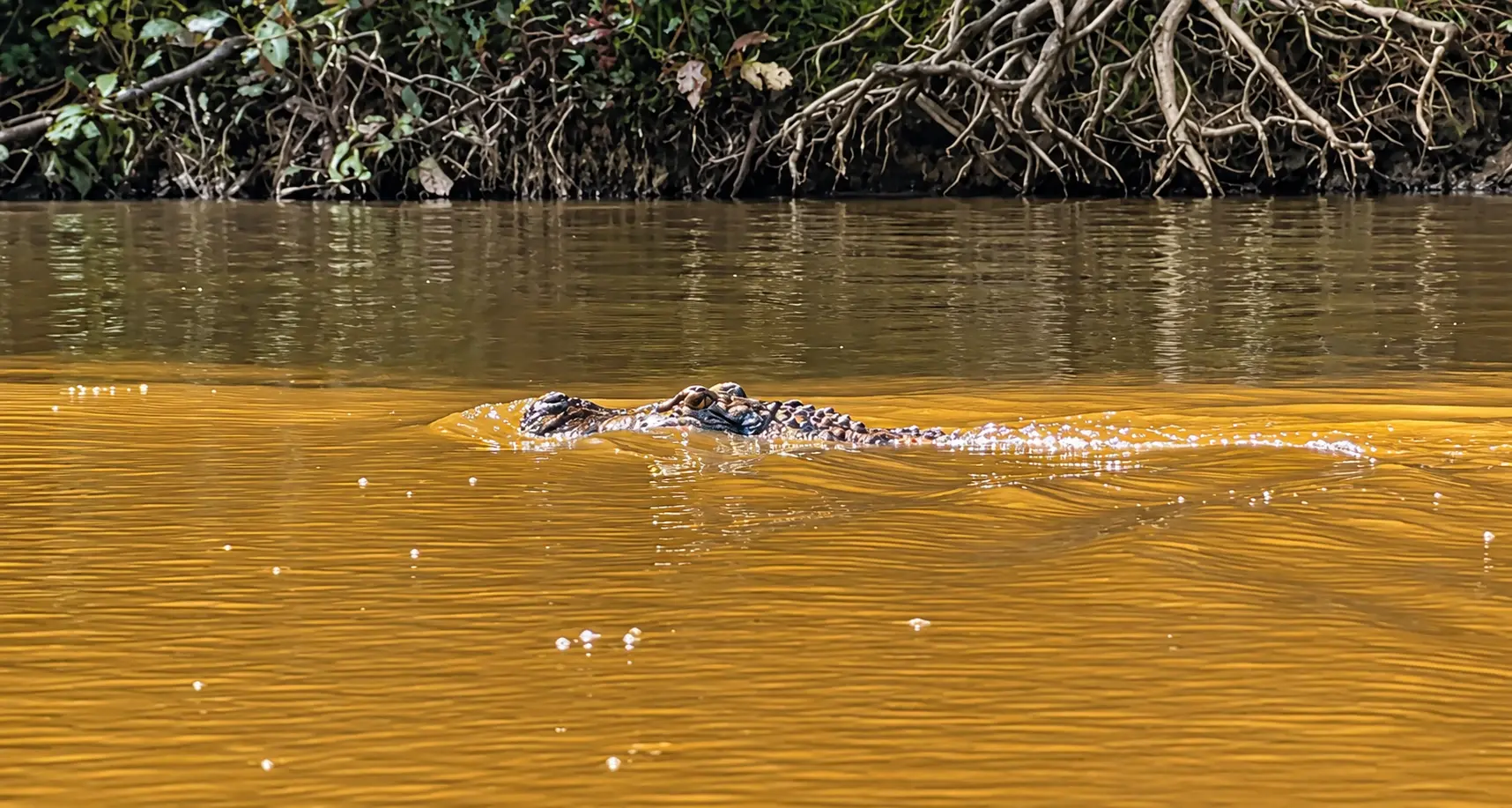 Carne de jacaré do Cuniã avança rumo à Indicação Geográfica e ganha força como produto amazônico