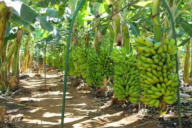 Porto Velho se destaca na produção de banana e reforça apoio aos agricultores