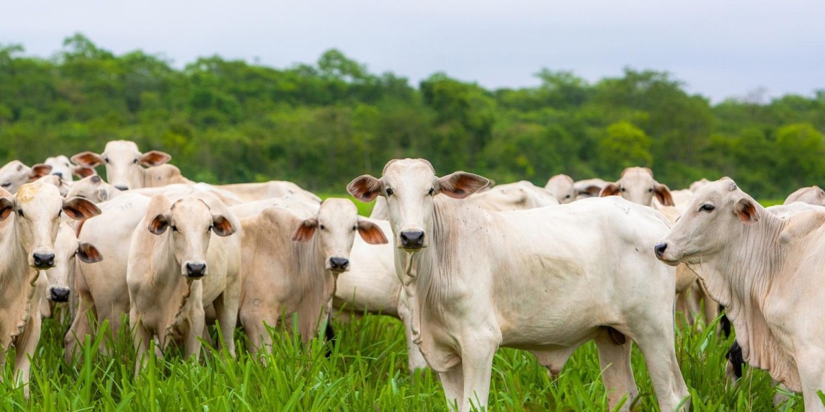 Dia de Campo em Porto Velho destaca pecuária sustentável e inovação no campo