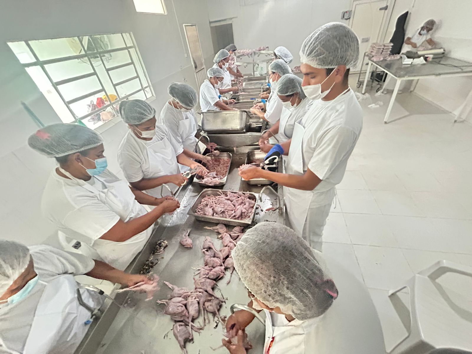 Atividade ocorre duas vezes por semana, às terças e quintas-feiras, com média de 1.500 codornas por dia