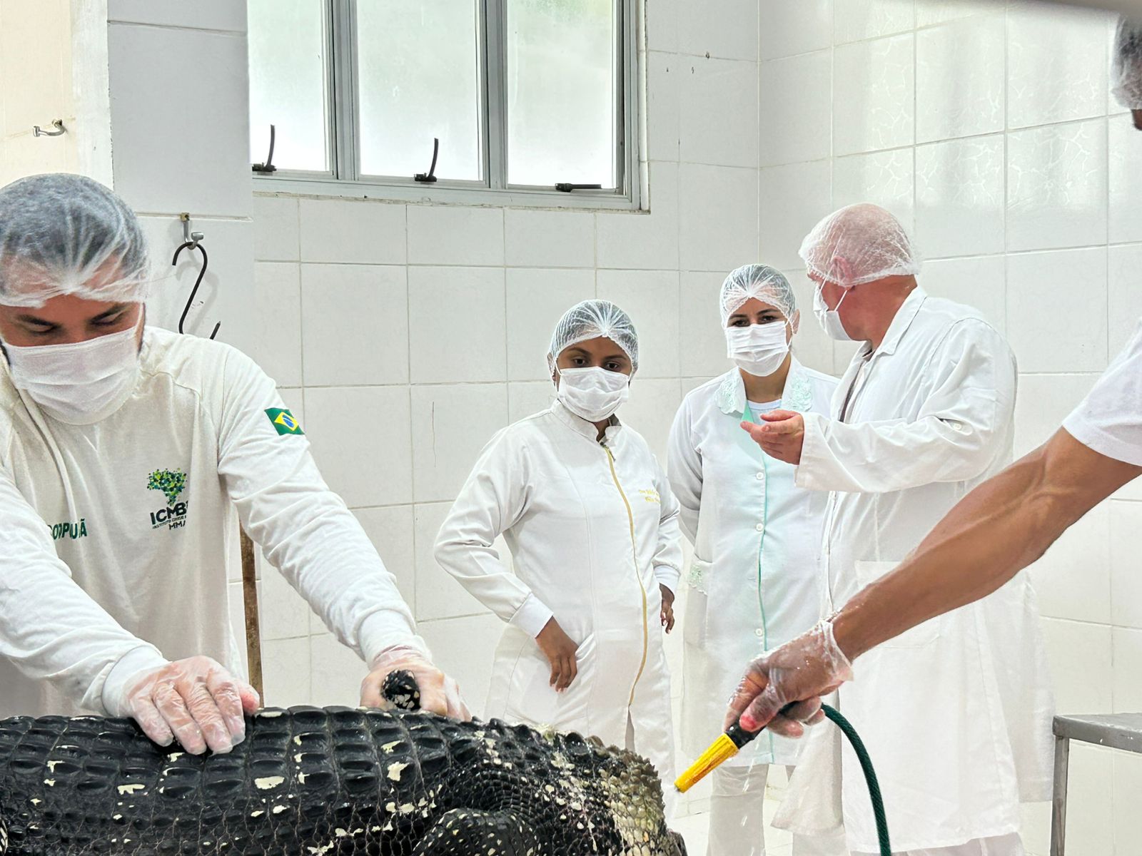 Ação contou com equipe técnica da Semagric e Seagri, que assegurou controle sanitário, transparência e compromisso com o manejo sustentável