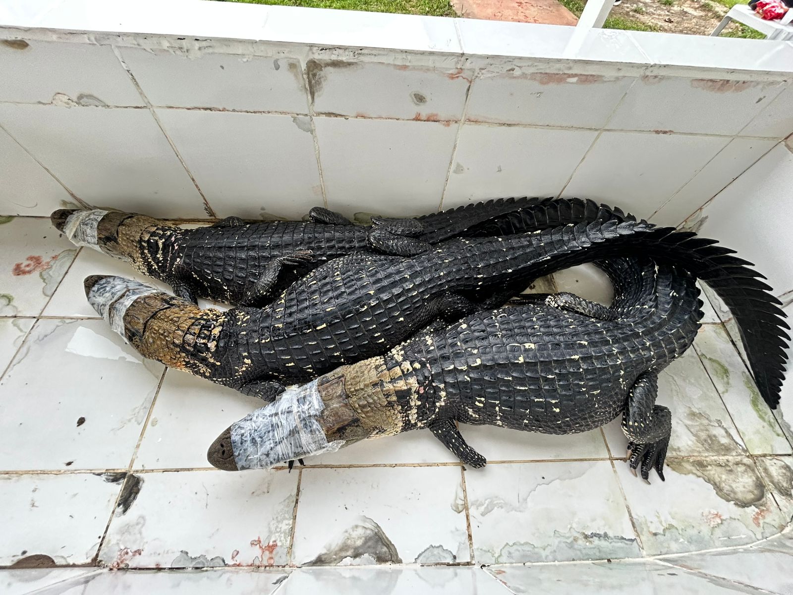 Ação técnica do abate teste reforça práticas sustentáveis e compõe a programação da Agrotec