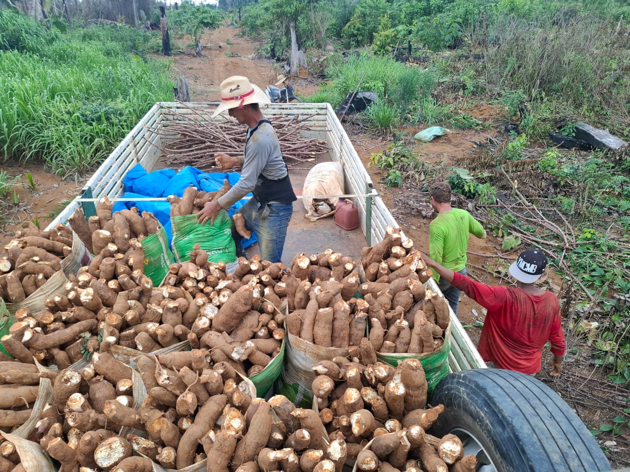 Mandioca é símbolo da resistência e da tradição, continua entre as culturas mais importantes