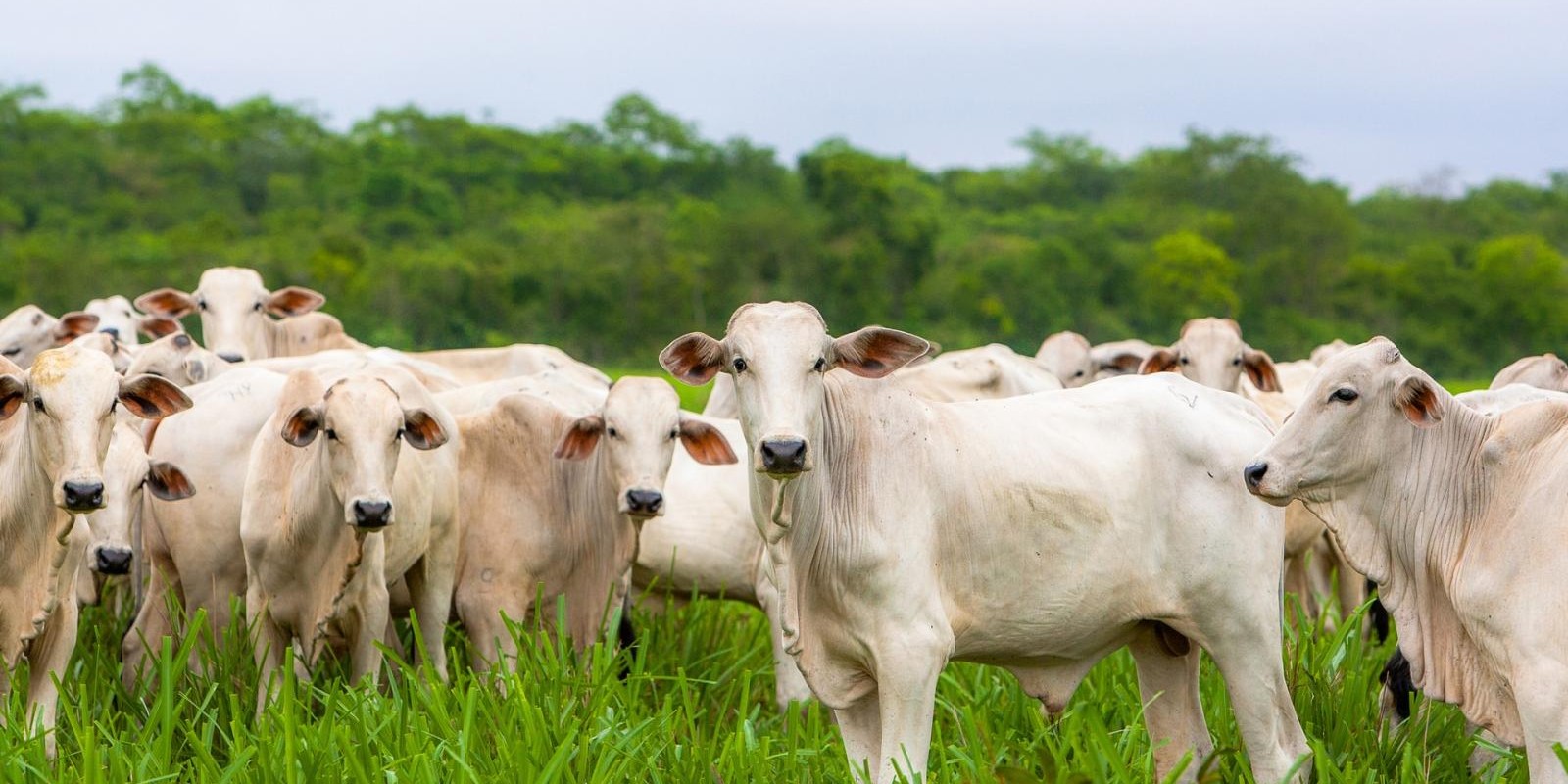 Rebanho bovino de Porto Velho teve um aumento de quase 24 mil animais em relação a 2023