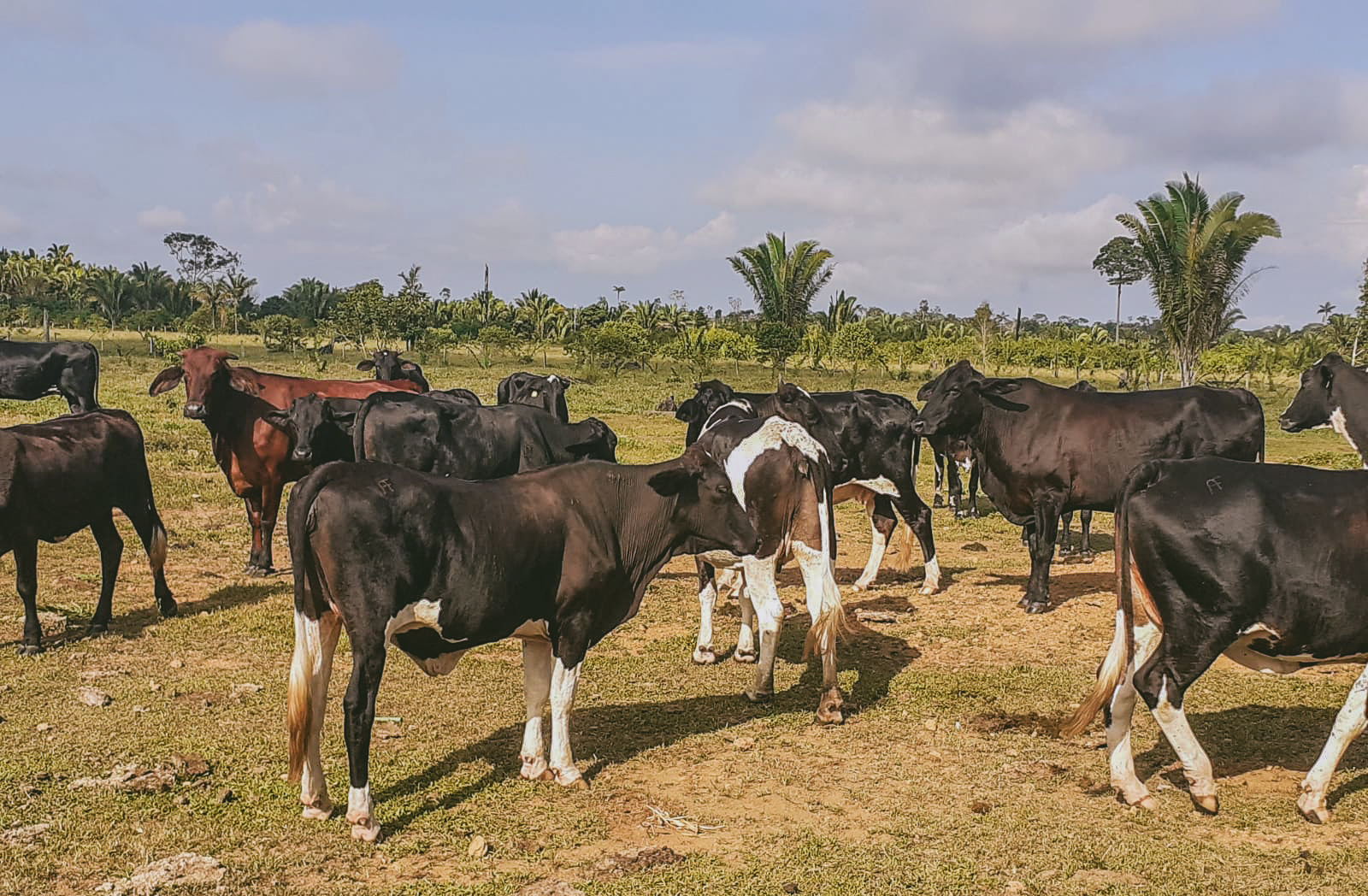Semagric apoia a bovinocultura com destaque para a produção de leite