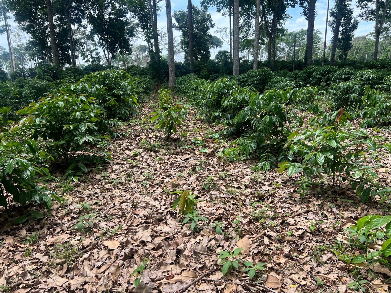 Abrelino trabalha com sistema de agrofloresta em uma área de oito hectares