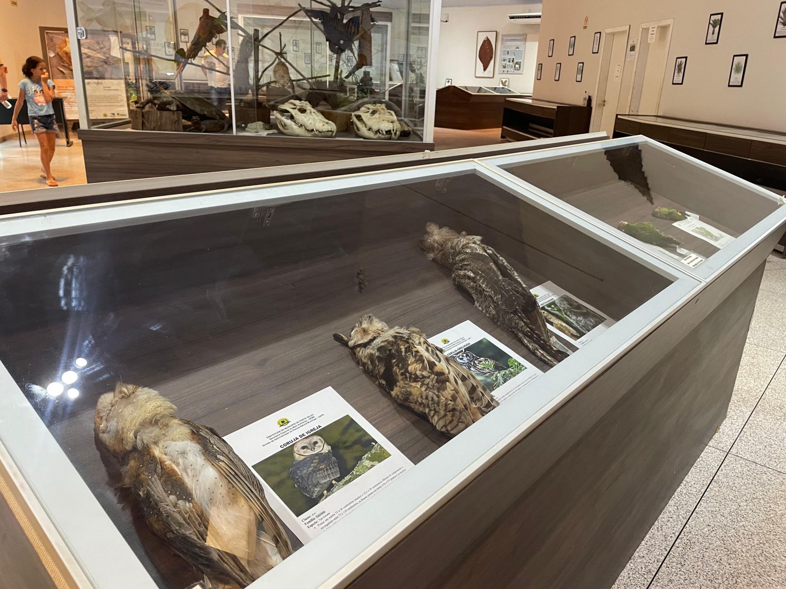 No Museu Ronaldo Pereira Araújo há acervo voltado à fauna e flora amazônica