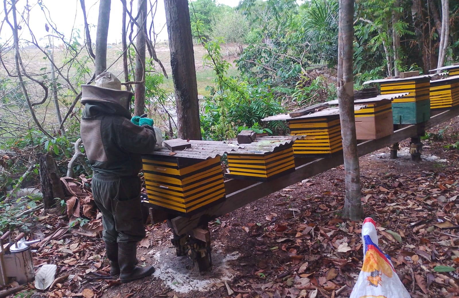 Apicultor José Potancinsk trabalha com a criação de abelhas há mais de 60 anos e mantém diversos apiários em Porto Velho