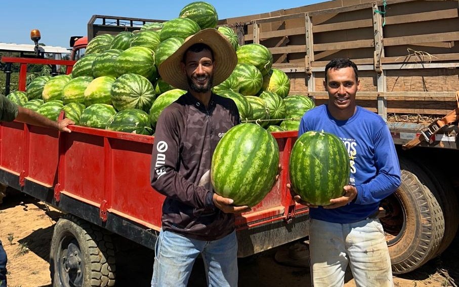 Allielsson Marcelino Carboni e Wesley Vorago da Silva cultivam juntos cinco hectares de melancia