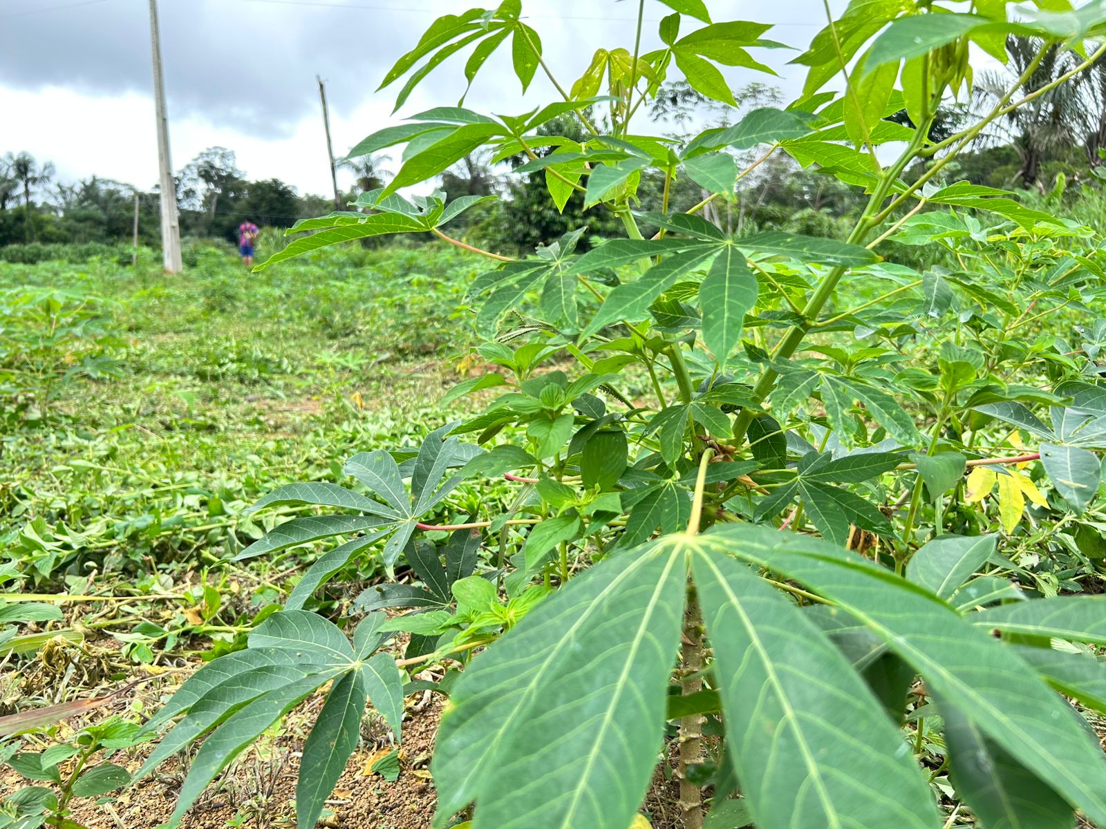  Há três meses, plantou 10 mil pés de mandioca da variedade pirarucu em 3 hectares