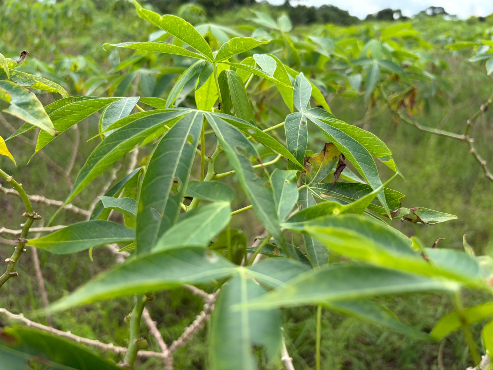 Expectativa é colher a mandioca em cerca de 15 meses