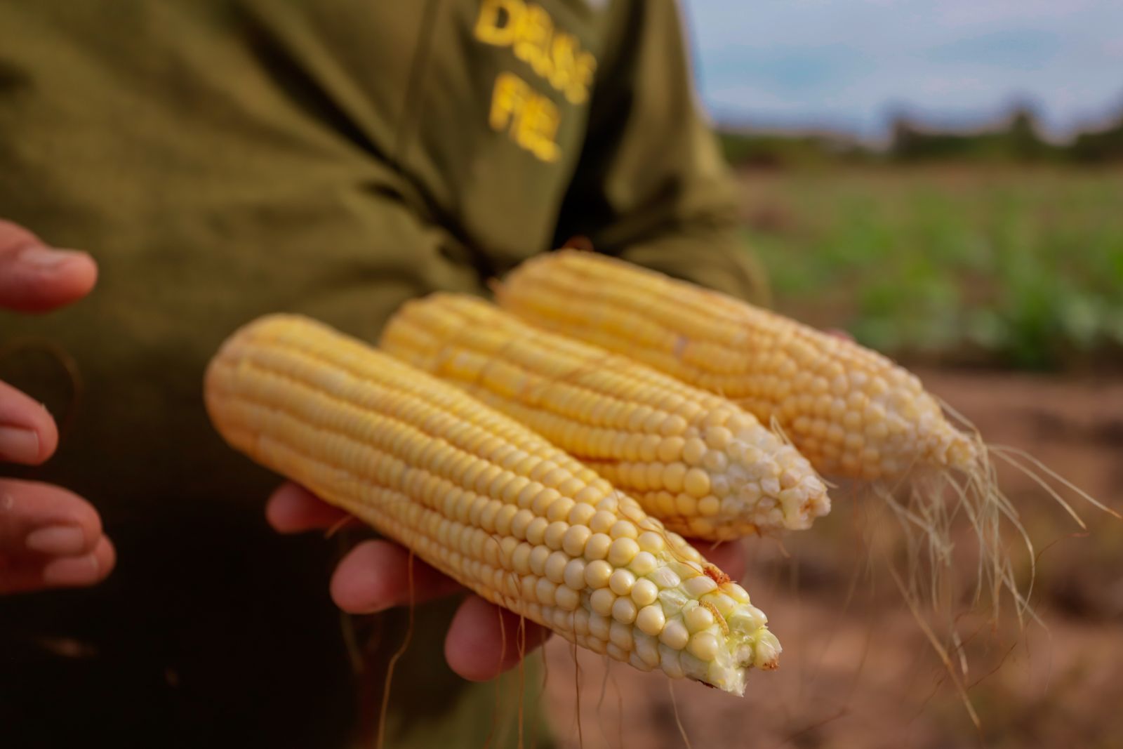 Mais de 100 mil toneladas de milho foram colhidas em 2021