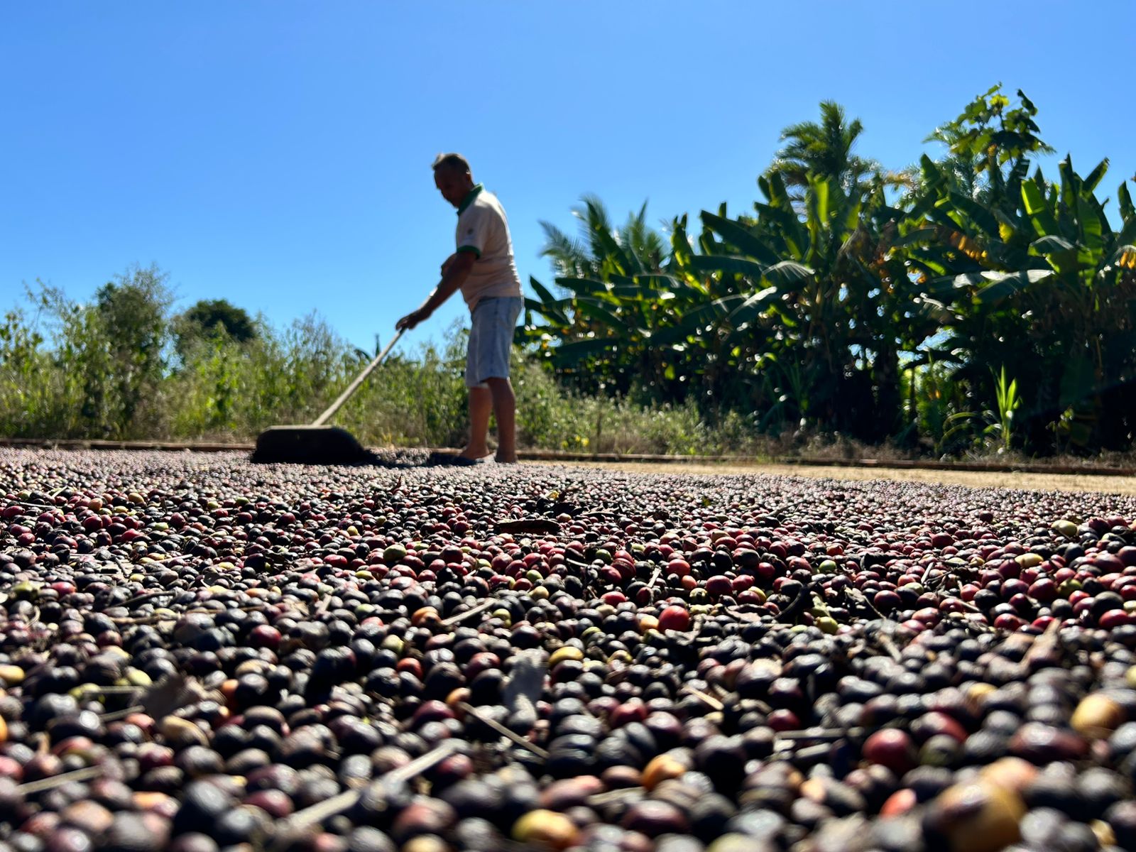 Otávio possui mais de 9 mil pés de café em sua propriedade e já foi um dos beneficiados com o transporte de calcário